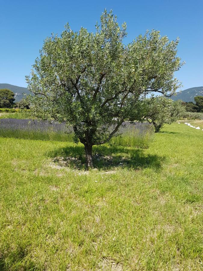 Gite Les Lavandes Vaison-la-Romaine Buitenkant foto