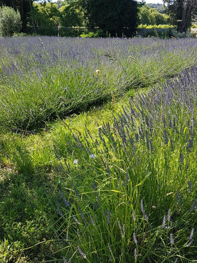 Gite Les Lavandes Vaison-la-Romaine Buitenkant foto